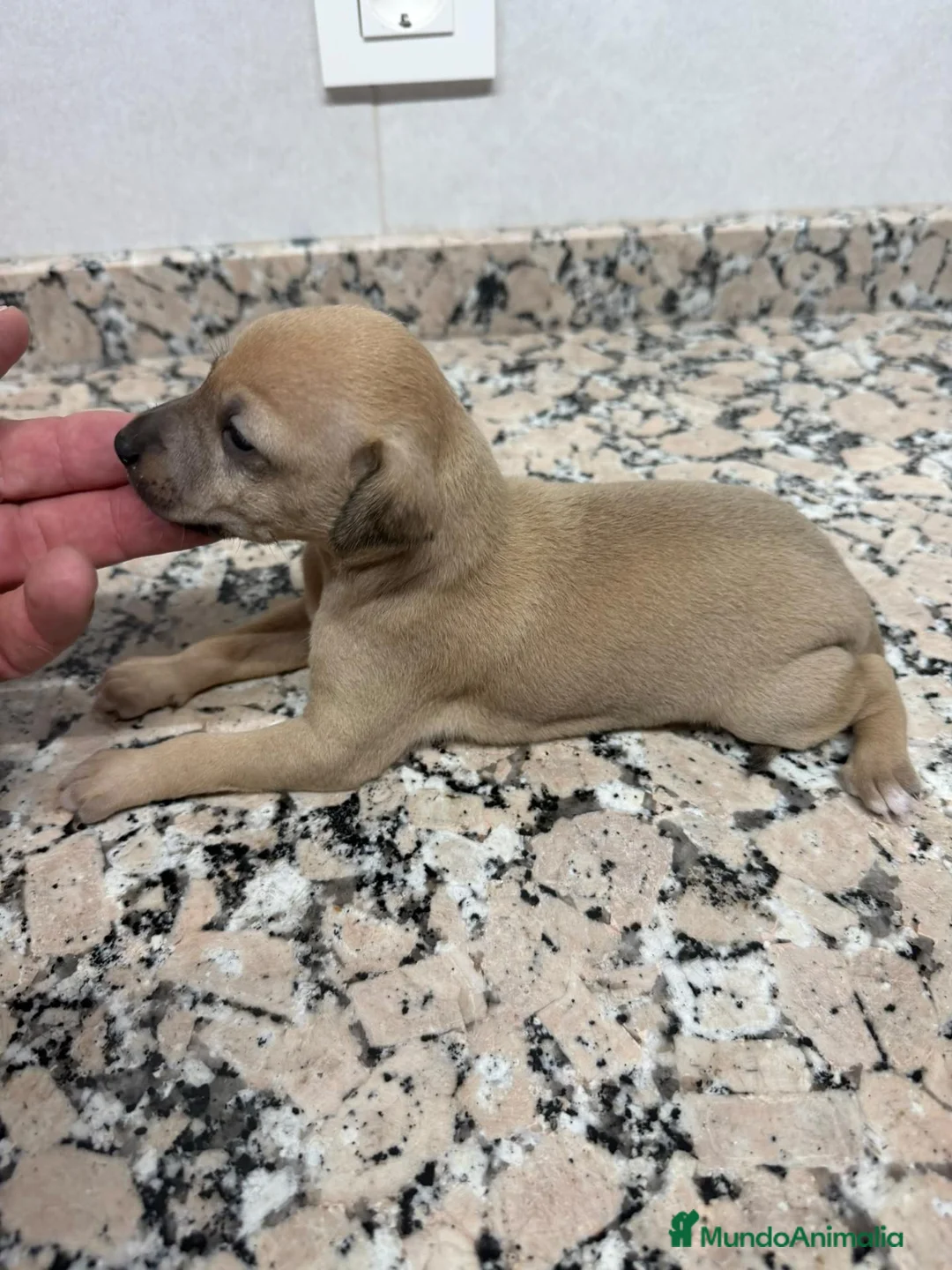 Pequeño Lebrel Italiano perros en venta: galgo italiano - Anuncio 2