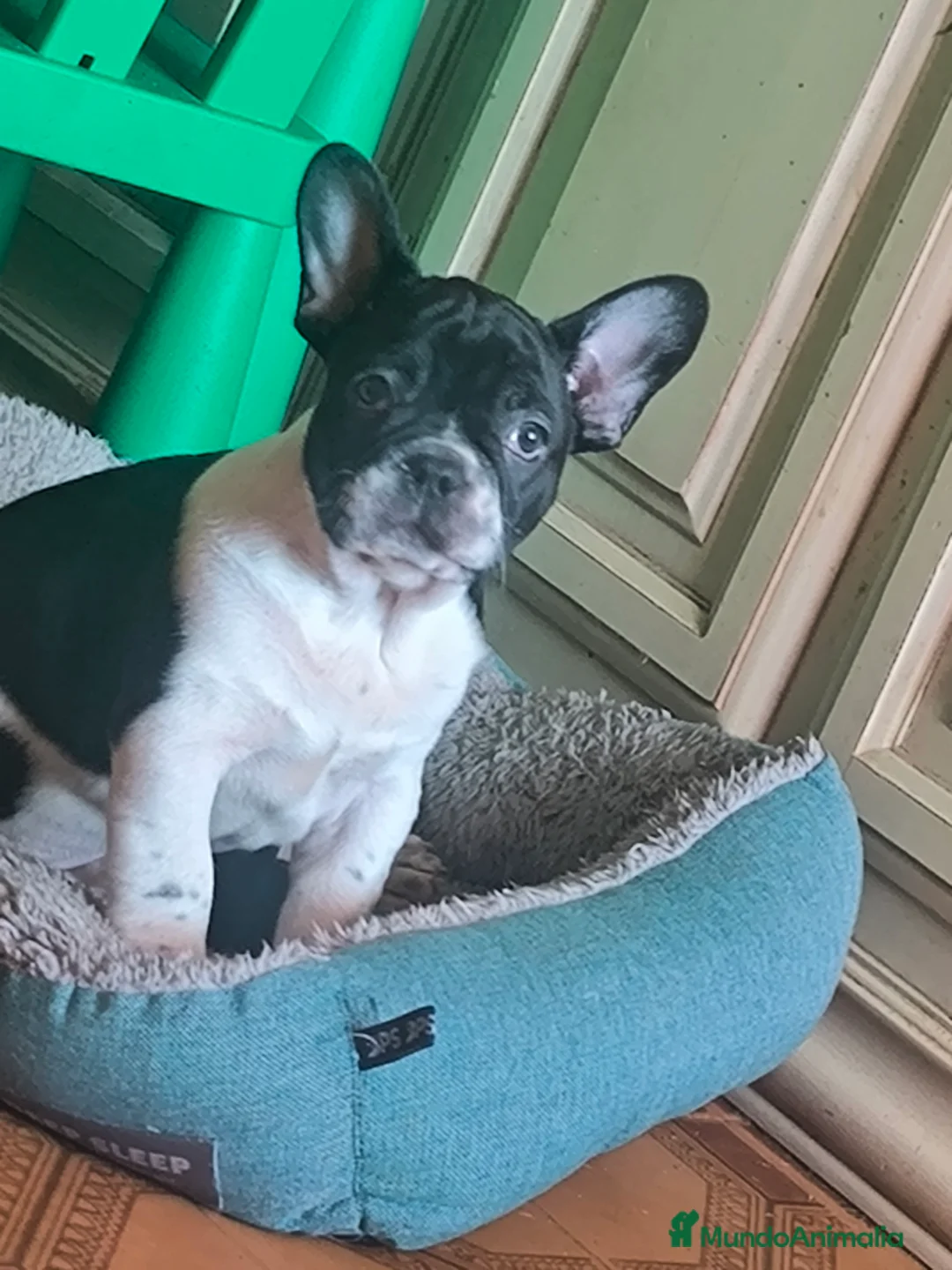 Bulldog Francés perros en venta: Último bulldog francés  - Anuncio 1