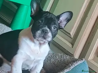 Bulldog Francés perros Último bulldog francés - Anuncio 1