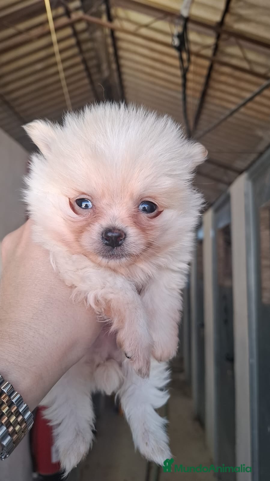Pomerania perros POMERANIA - Anuncio 1