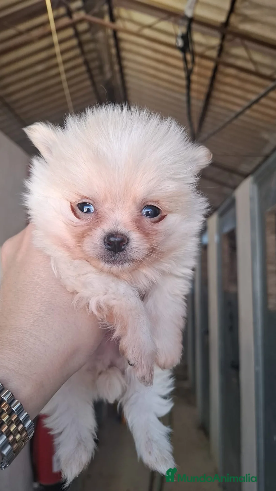 Pomerania perros en venta: POMERANIA - Anuncio 1