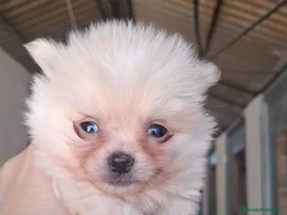 Pomerania perros POMERANIA - Anuncio 1