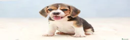Beagle perros en venta: BEAGLE ALMERIA  en Ciudad Real - Anuncio 3