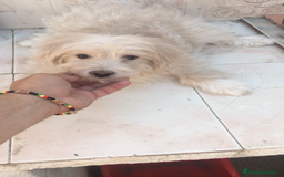 Maltipoo perros en venta: MALTIPOO CACHORROS  - Imagen 2