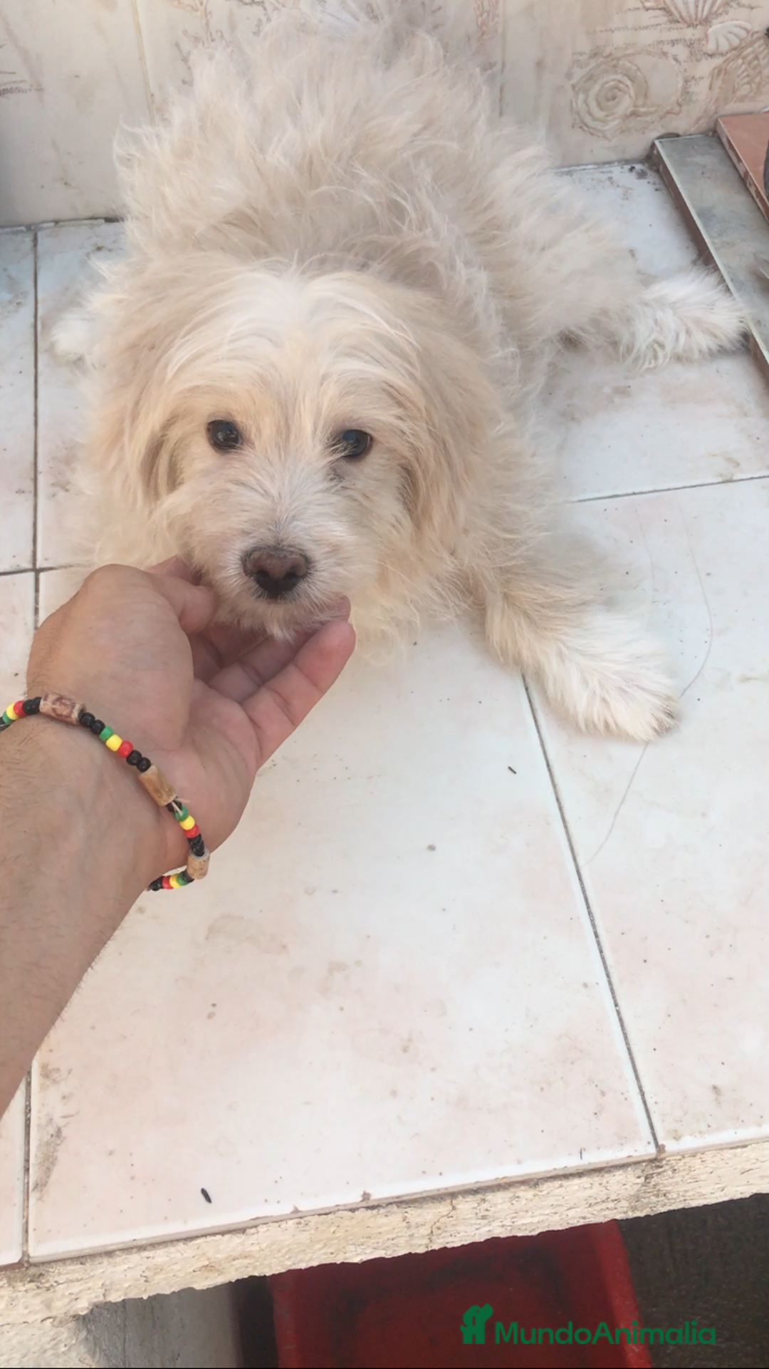 Maltipoo perros en venta: MALTIPOO CACHORROS  - Imagen 2