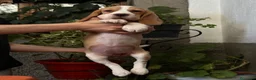 Beagle perros en venta: Preciosa Cachorrita Beagle - Anuncio 2