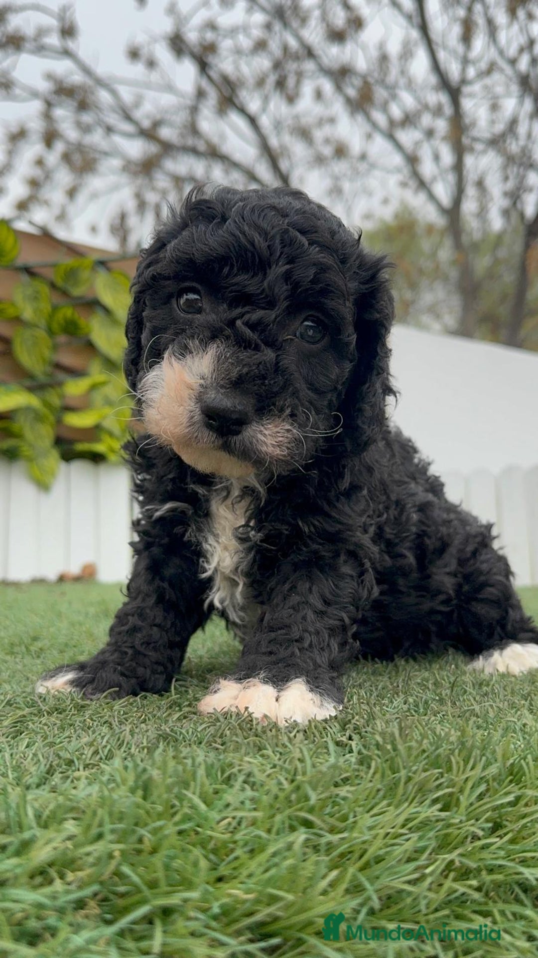 Perro de Agua Español perros en venta: PERRO DE AGUA HEMBRA RABONA - Anuncio 7