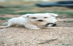 Bichón Maltés perros en venta: Bichón maltes MACHO - Imagen 1