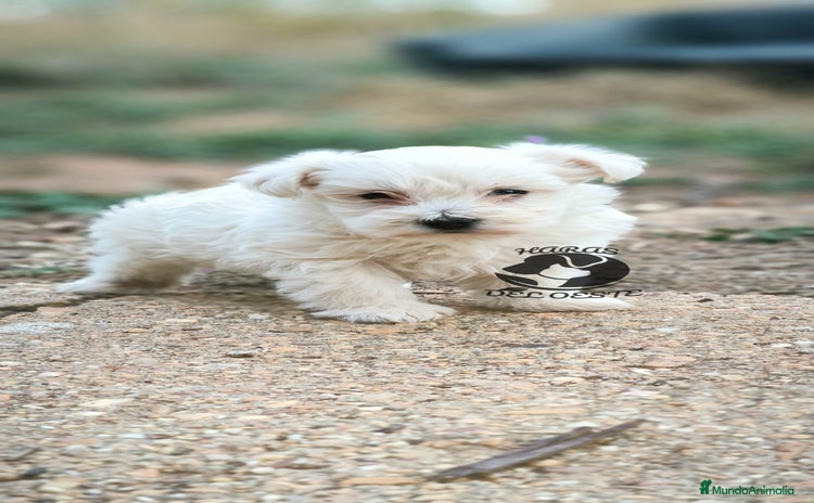 Bichón Maltés perros - Anuncio 1