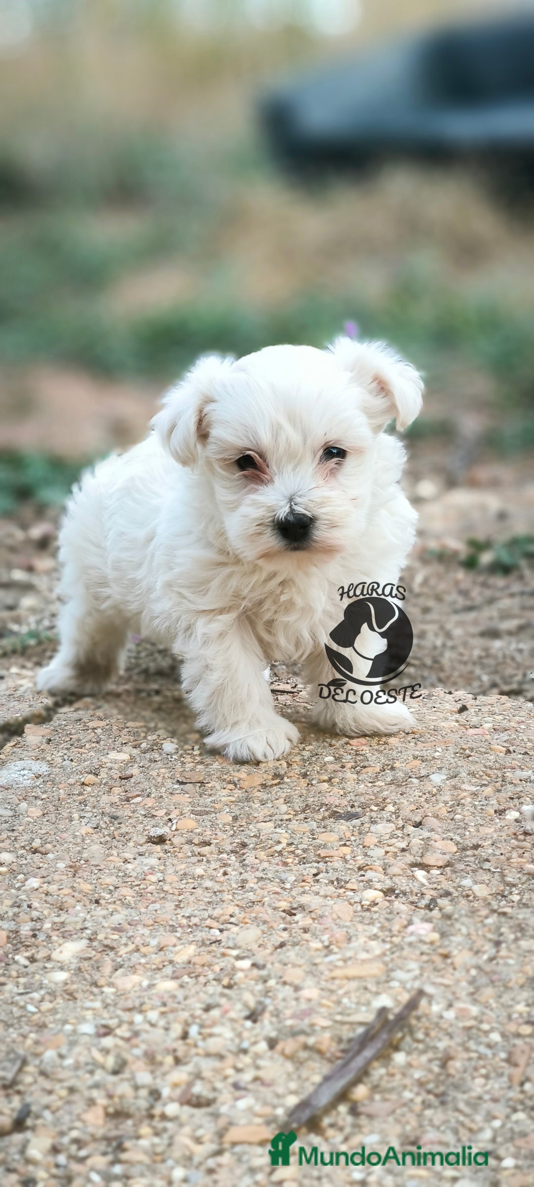 Bichón Maltés perros en venta: Bichón maltes MACHO - Imagen 1