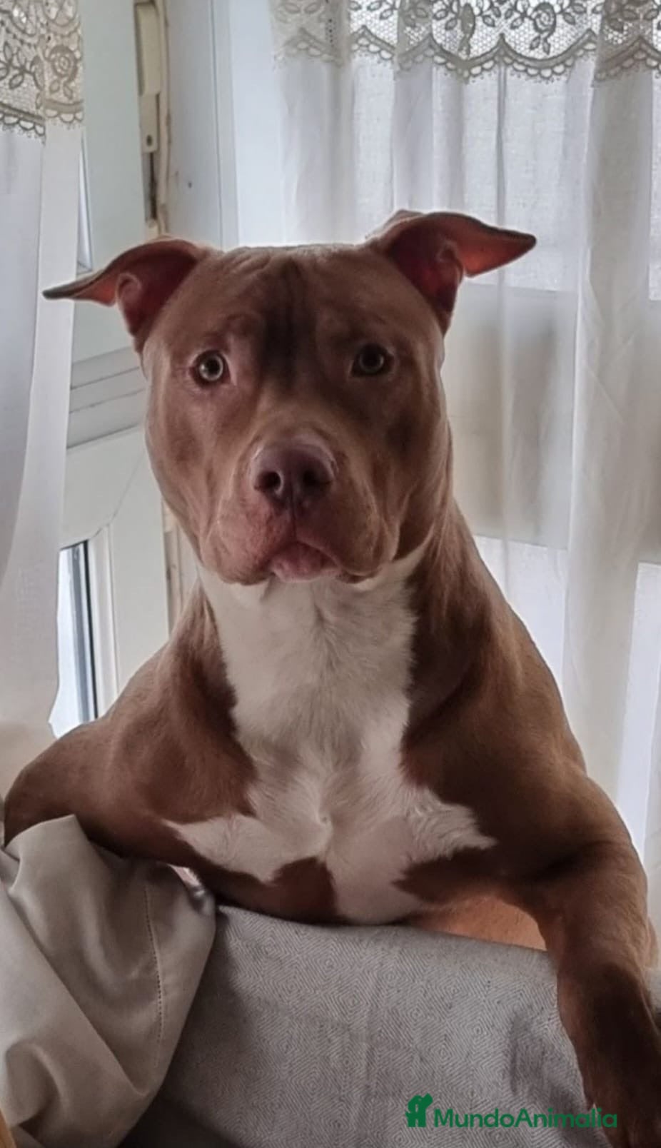 American Pit Bull Terrier perros HEMBRAS DE PITBULL  - Anuncio 1