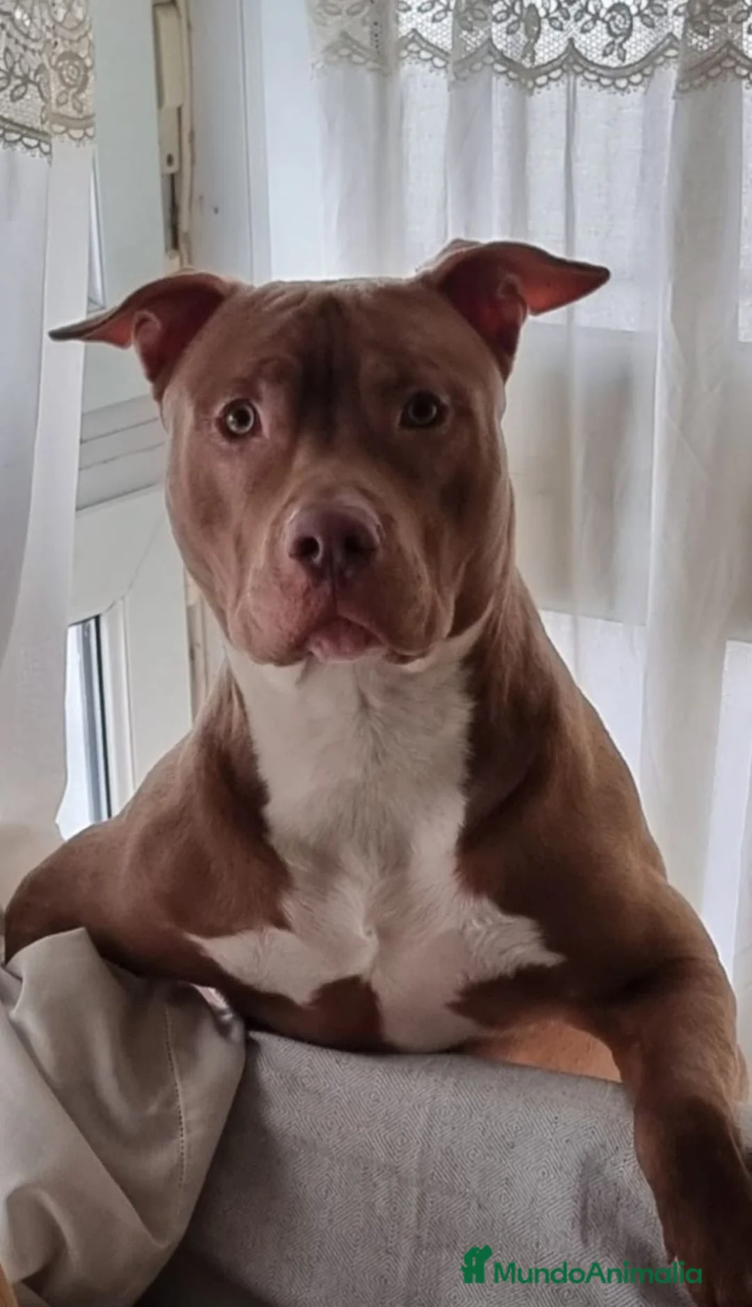 American Pit Bull Terrier perros en venta: HEMBRAS DE PITBULL  - Anuncio 1