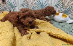 Caniche Toy perros en venta: Preciosas hembras toy rojaa ❤️ - Imagen 7