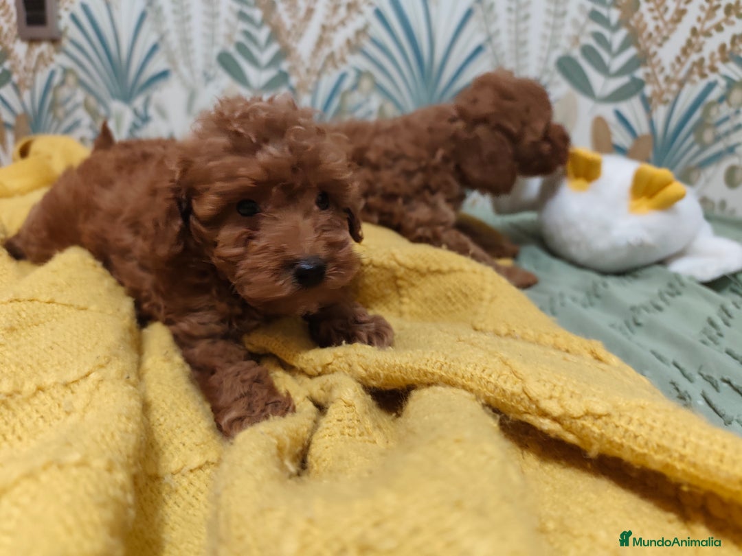 Caniche Toy perros en venta: Preciosas hembras toy rojaa ❤️ - Imagen 7