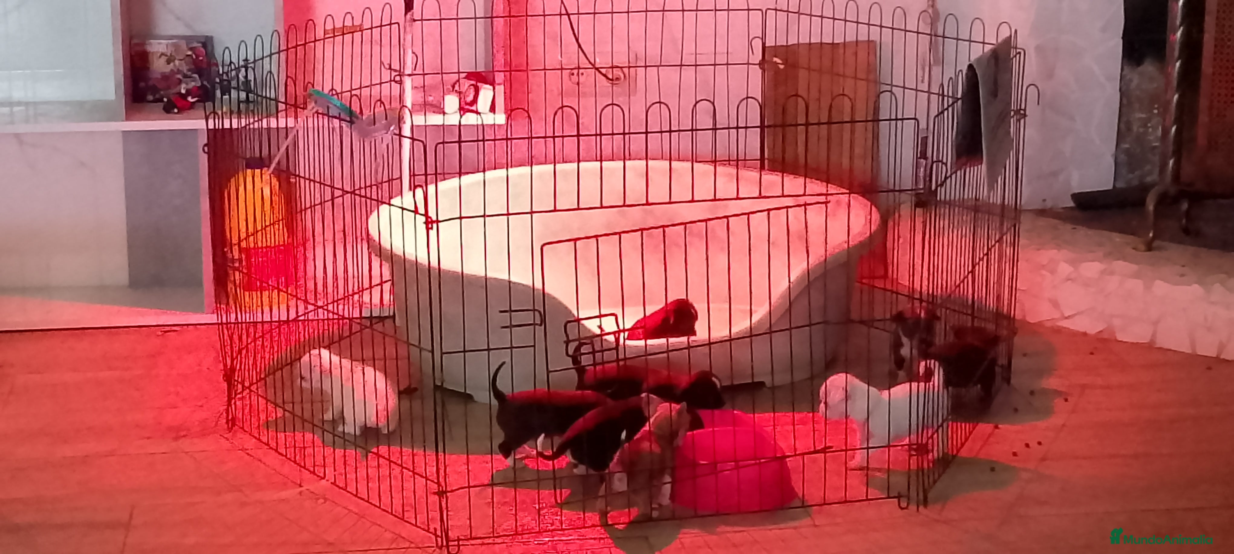 Chihuahua perros Última parejita chihuahua  - Anuncio 2