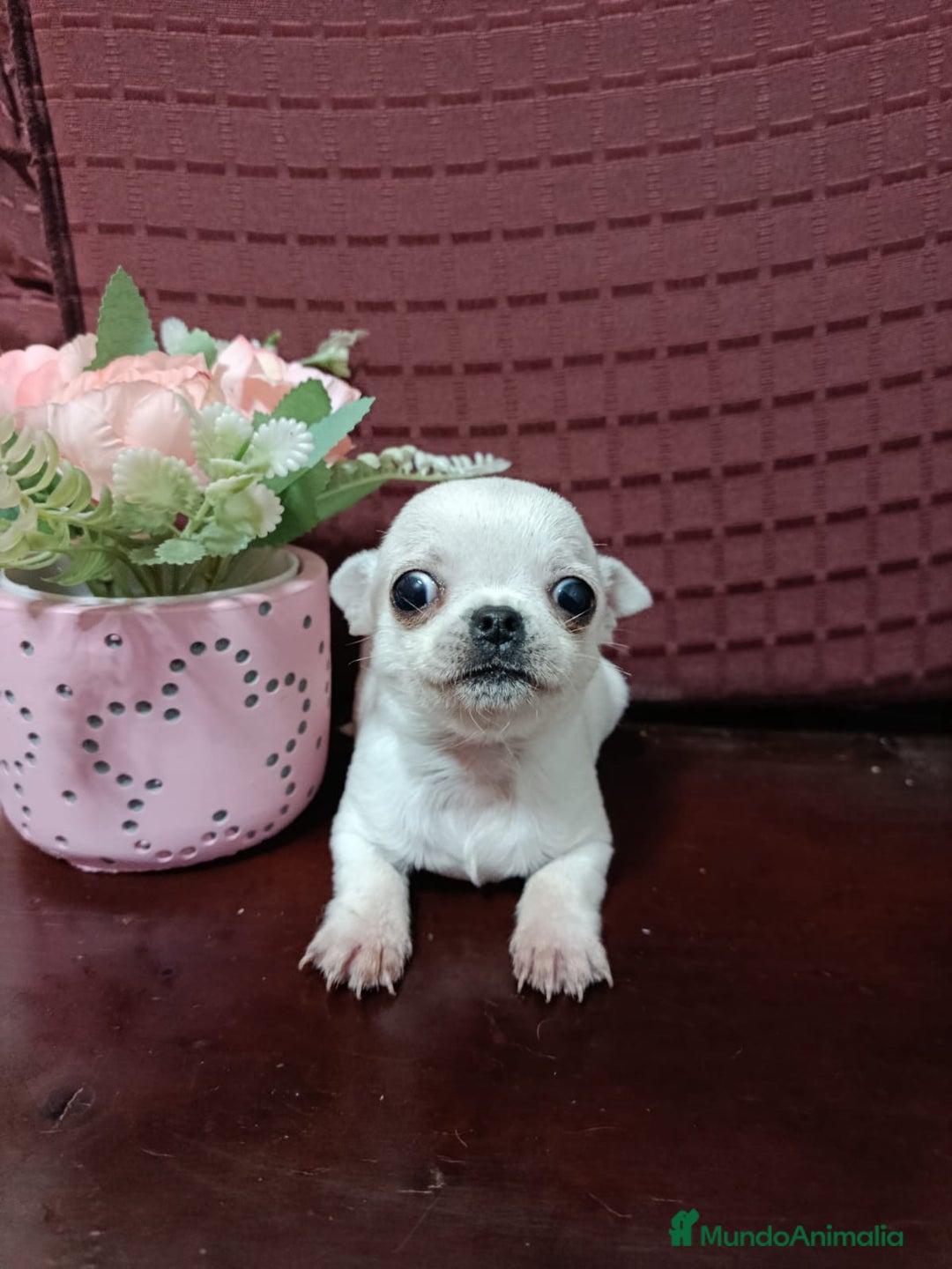 Chihuahua perros en venta: Chihuahuas Toy los de las fotos  - Anuncio 7