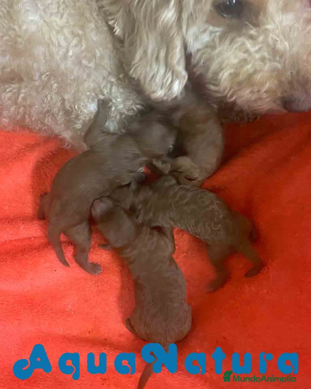 Caniche Mediano perros en venta: Caniche Hembra de Barbie y Can AQUANATURA - Imagen 3