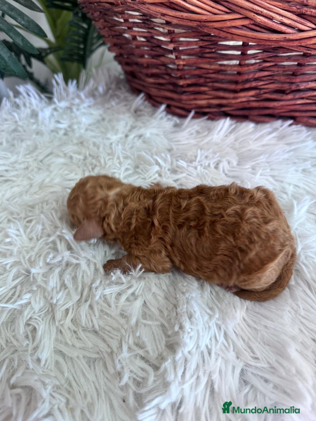 Caniche Toy perros en venta: CANICHE TOY MACHO - Imagen 8