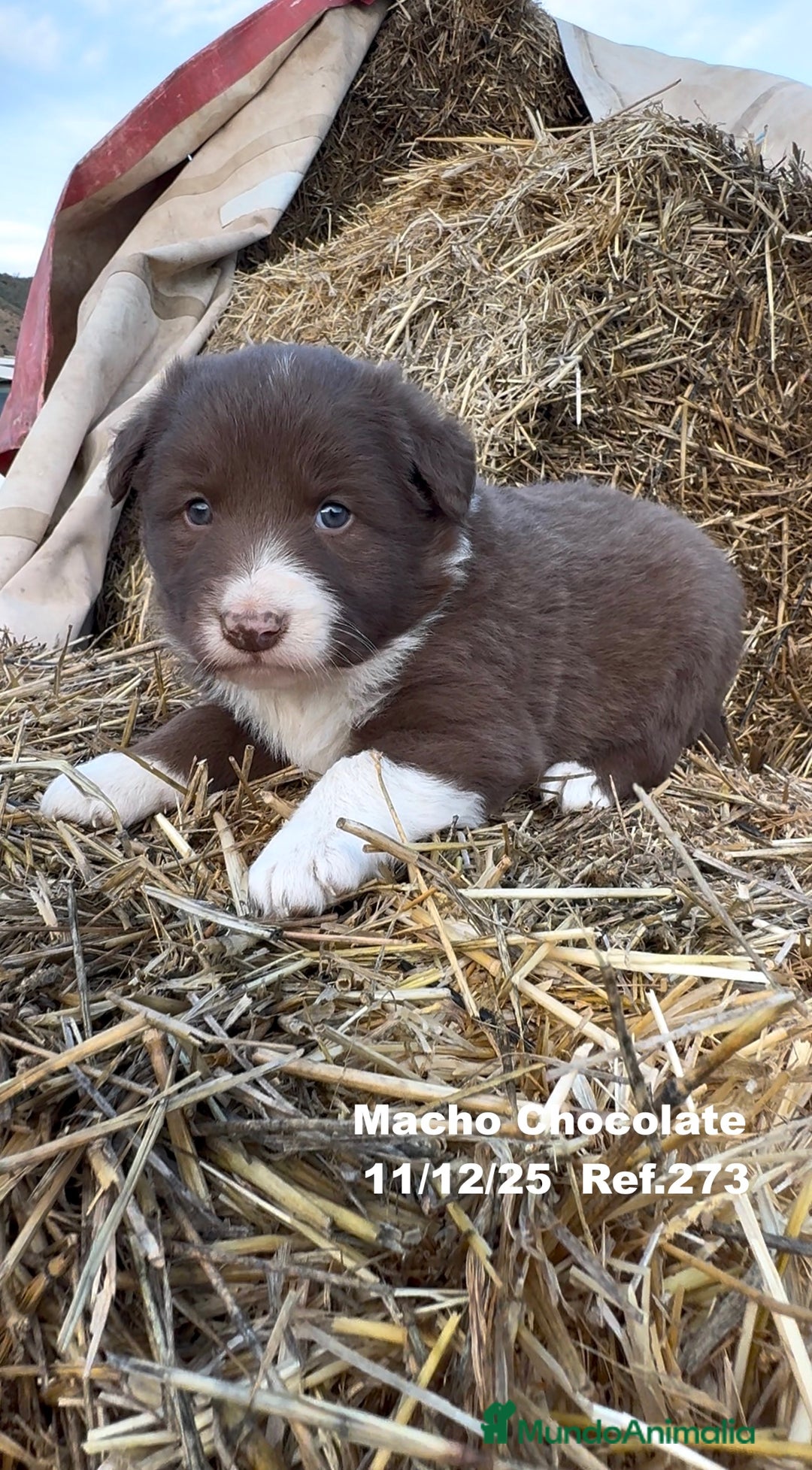 Border Collie perros en venta: Border Collie - Anuncio 31