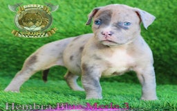 American Bully perros en venta: AMERICAN BULLY XL / AMERICAN BULLY XXL  - Imagen 3