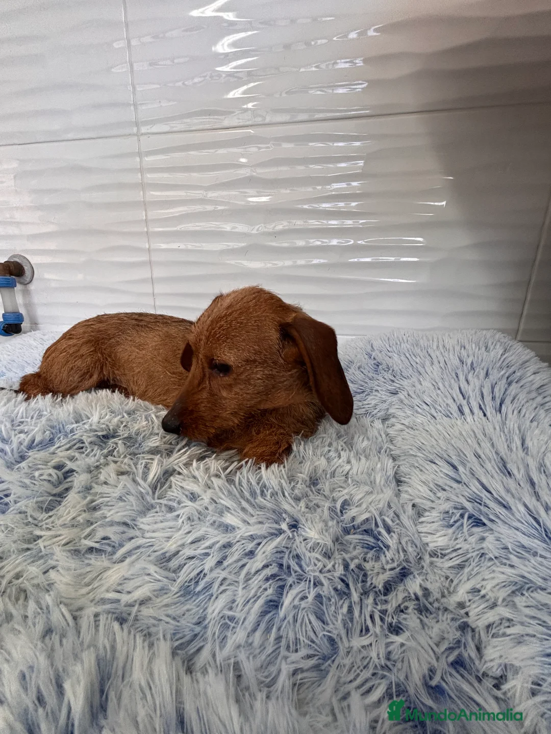 Teckel perros en venta: TECKEL KANINCHEN PELO DURO - Anuncio 6