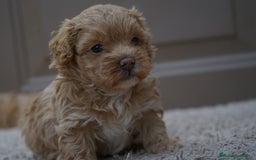 Maltipoo perros en venta: 💫 MUFFIN Y MOCHI 💫 DOS PEQUEÑAS ADORABLES - Imagen 2