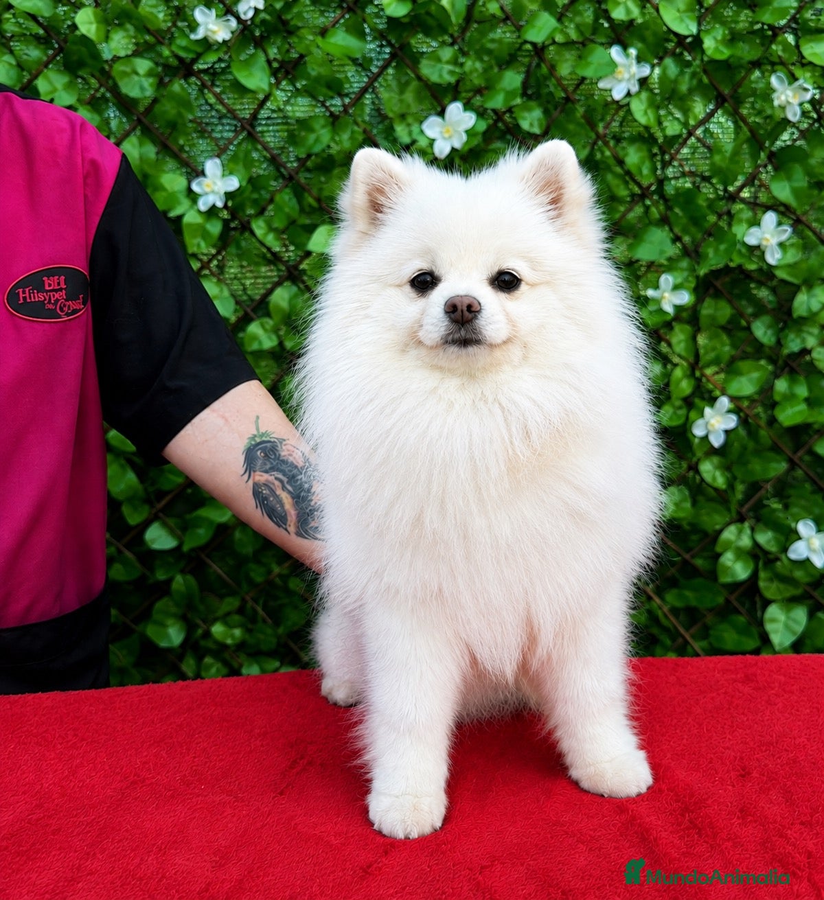 Pomerania perros Precioso macho Pomerania toy Black and Tan  - Anuncio 1