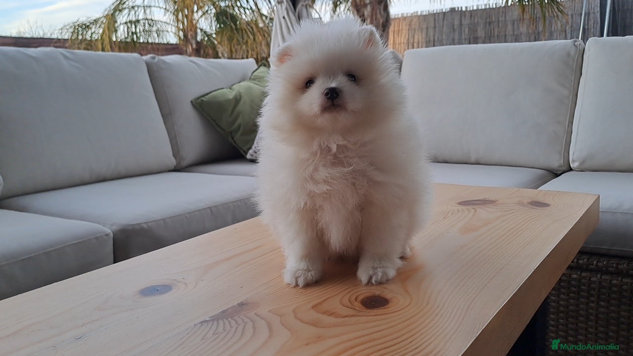 Pomerania perros Cachorrito de Pomerania  - Anuncio 2