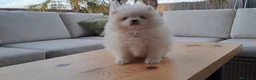 Pomerania perros en venta: Cachorrito de Pomerania  - Anuncio 2