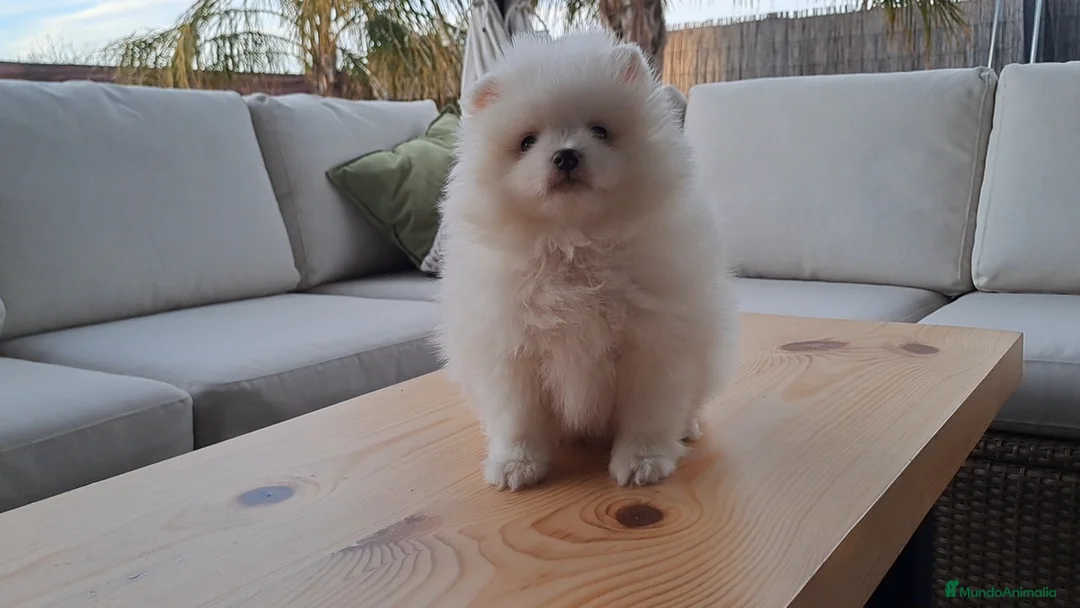Pomerania perros en venta: Cachorrito de Pomerania  - Anuncio 2
