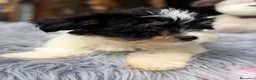 Biewer Yorkshire Terrier a la Pom Pon perros en venta: ÚLTIMO YORKIE BEWER DISPONIBLE - Anuncio 3