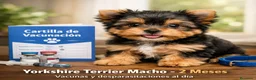 Yorkshire Terrier perros en venta: CACHORRO YORKSHIRE en Cáceres - Anuncio 1
