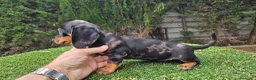 Teckel Miniatura perros en venta: Teckel kanichem cachorro - Anuncio 2