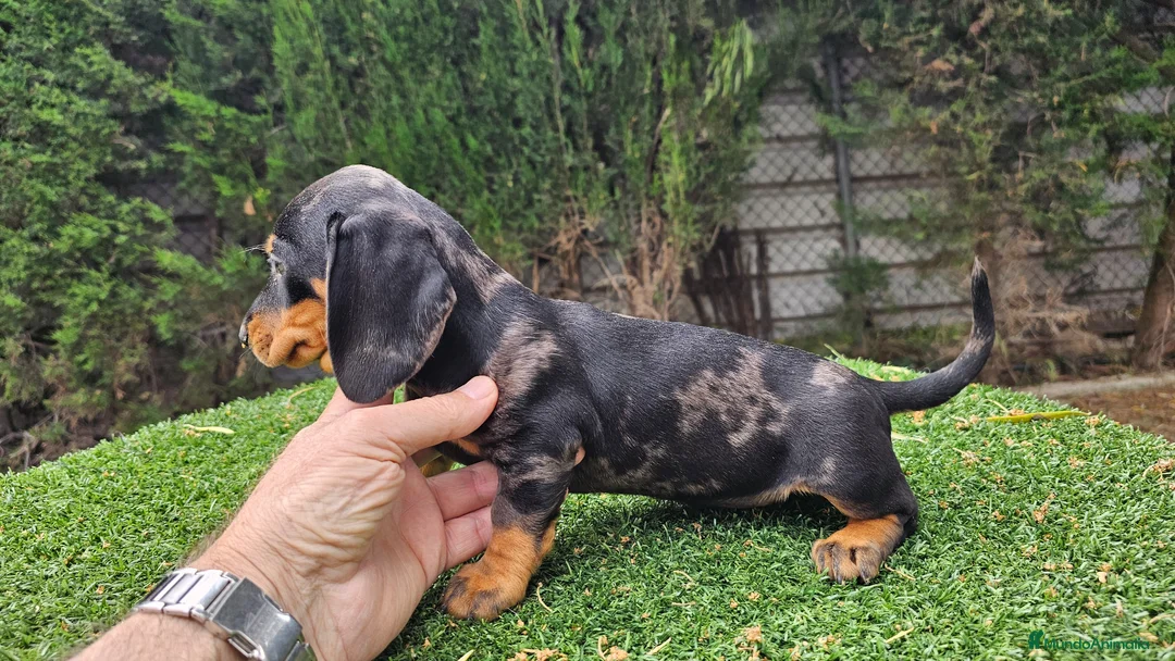 Teckel Miniatura perros en venta: Teckel kanichem cachorro - Anuncio 2
