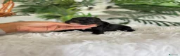 Cocker Spaniel Inglés perros en venta: COCKER SPANIEL INGLES - Anuncio 4