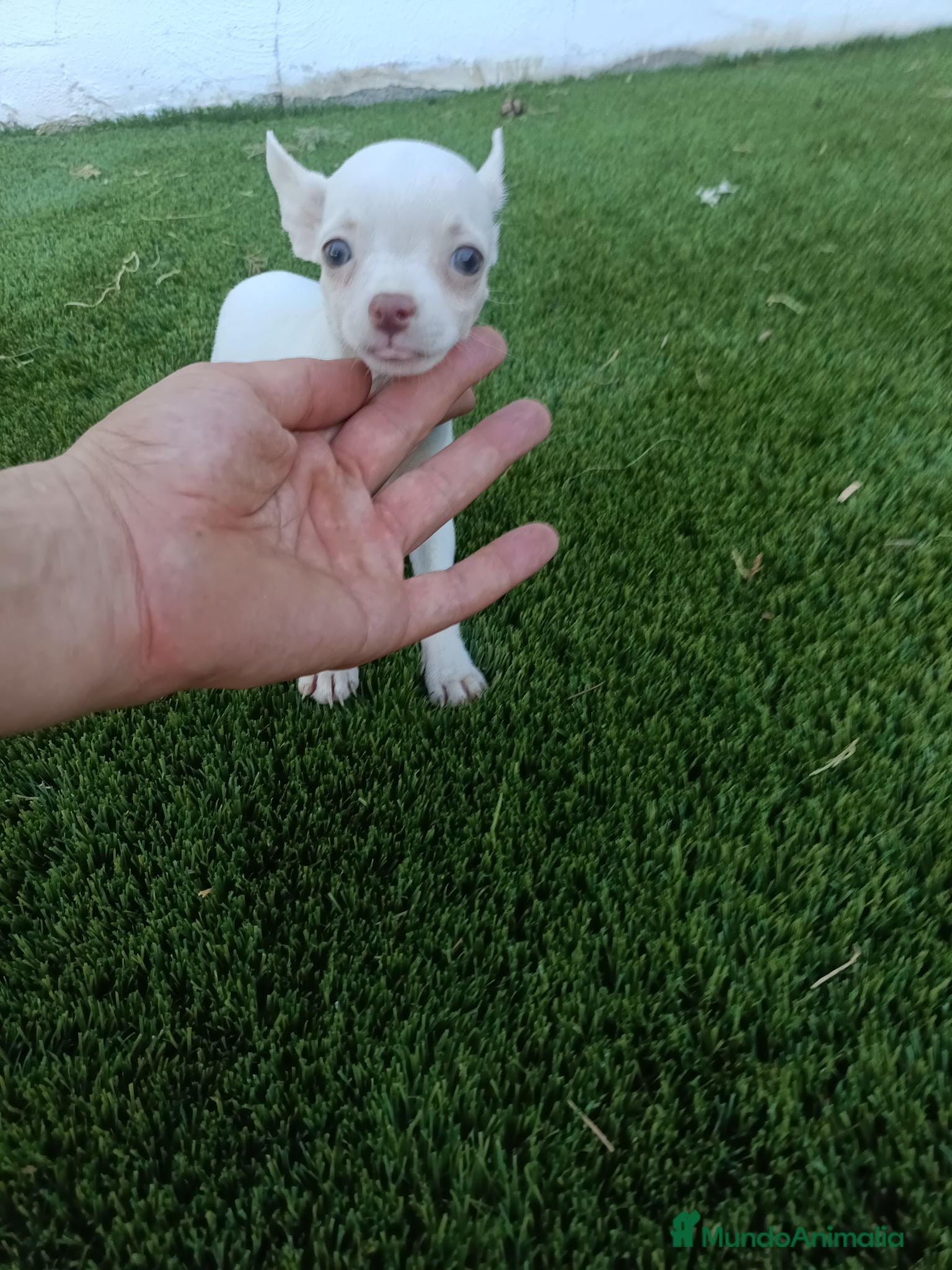 Chihuahua perros Hembritas de Chihuahua Blancas - Anuncio 4