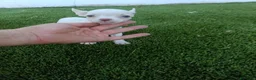 Chihuahua perros en venta: Hembritas de Chihuahua Blancas - Anuncio 1