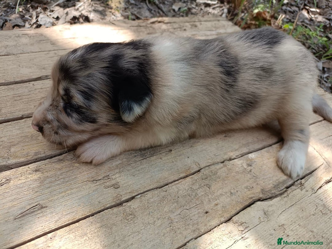 Border Collie perros en venta: Border collie chocolate y merle - Imagen 16