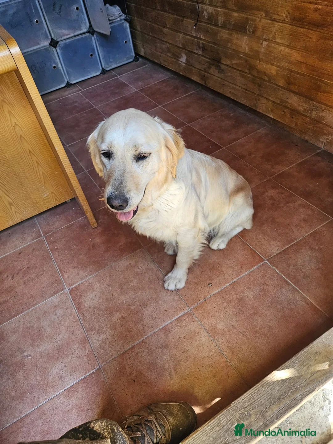 Golden Retriever perros en venta: GOLDEN  - Anuncio 2