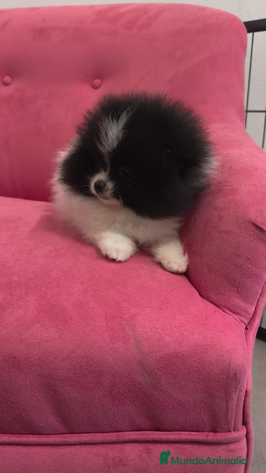 Pomerania perros en venta: Pomerania TOY Party hembra  - Anuncio 2