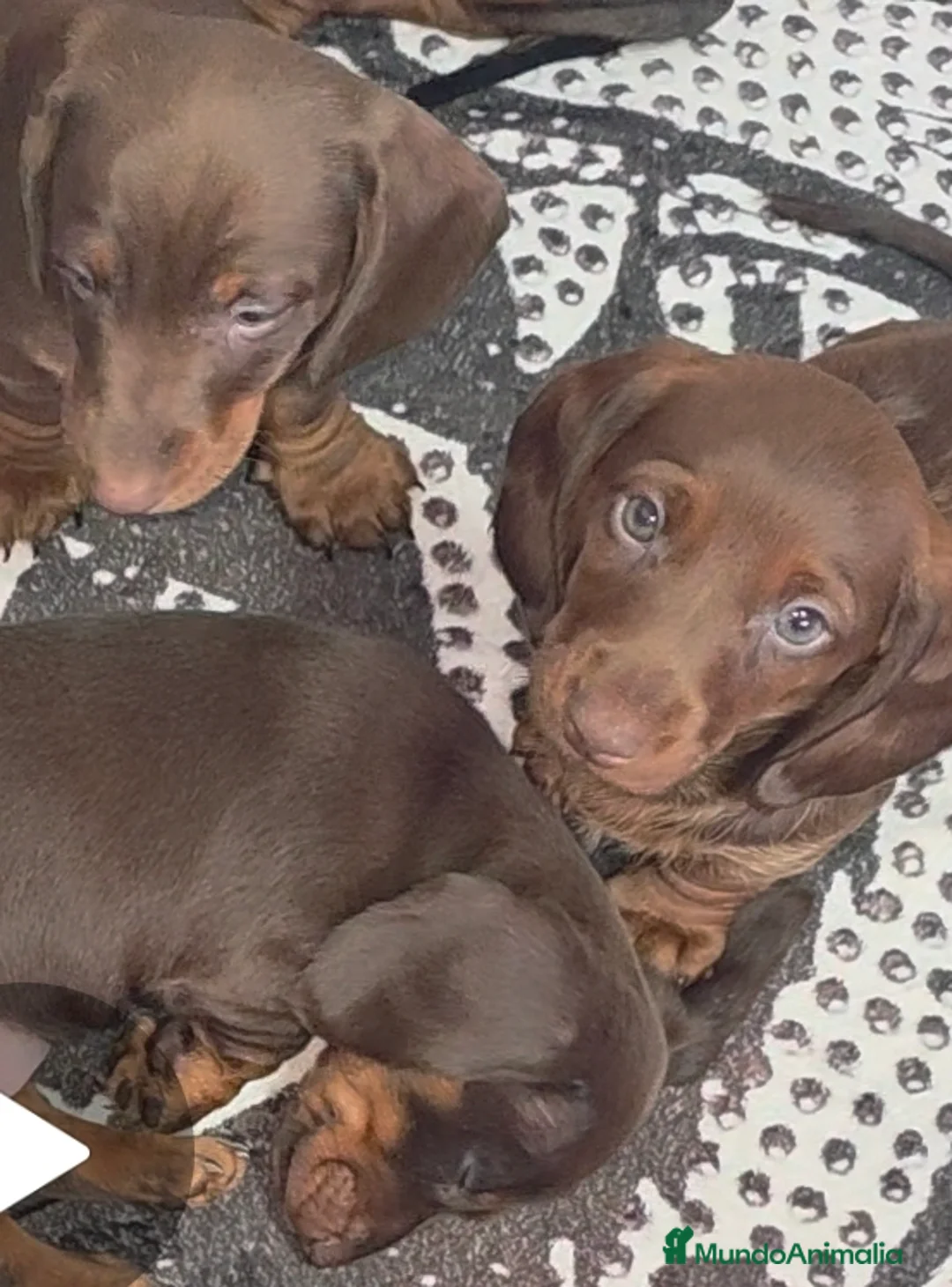 Teckel Miniatura perros en venta: Teckel  - Anuncio 1