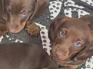 Teckel Miniatura perros Teckel - Anuncio 1