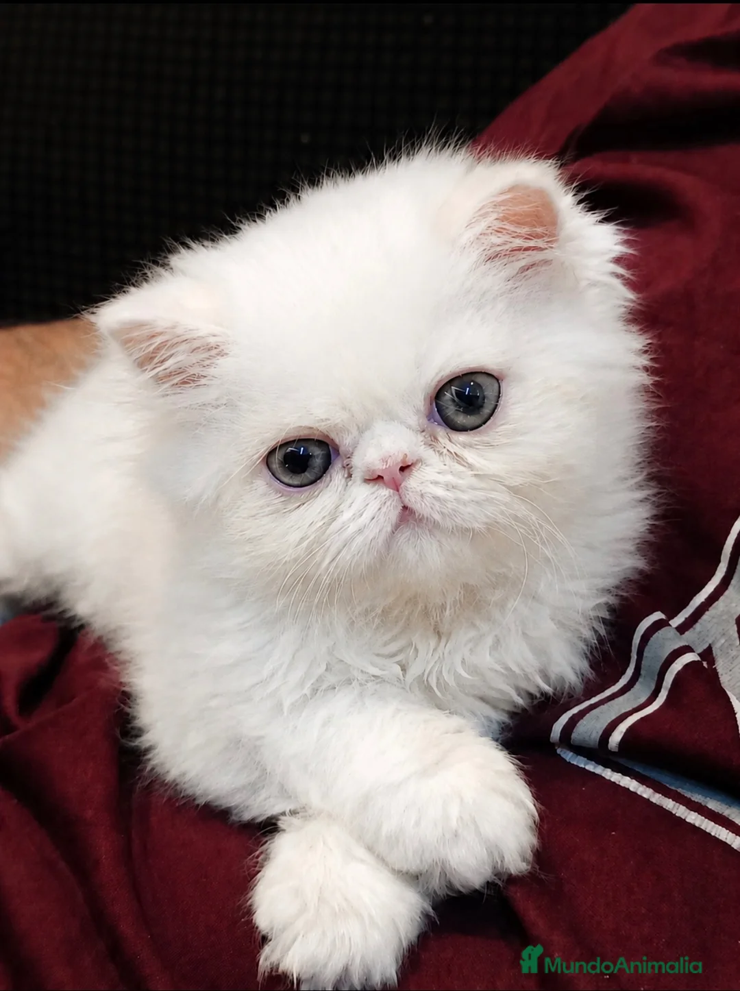Persa gatos en venta: Hembra persa 2 meses - Anuncio 2