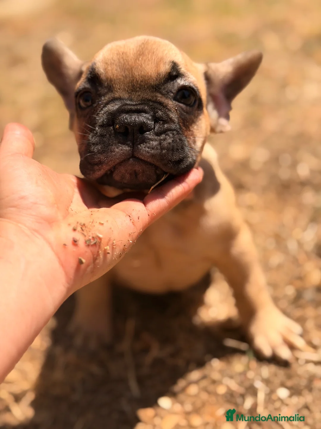 Bulldog Francés perros en venta: BULLDOG FRANCÉS FAWN DISPONIBLES - Anuncio 15