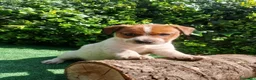 Jack Russell Terrier perros en venta: Jack Russell Puppies 🐶 - Anuncio 2