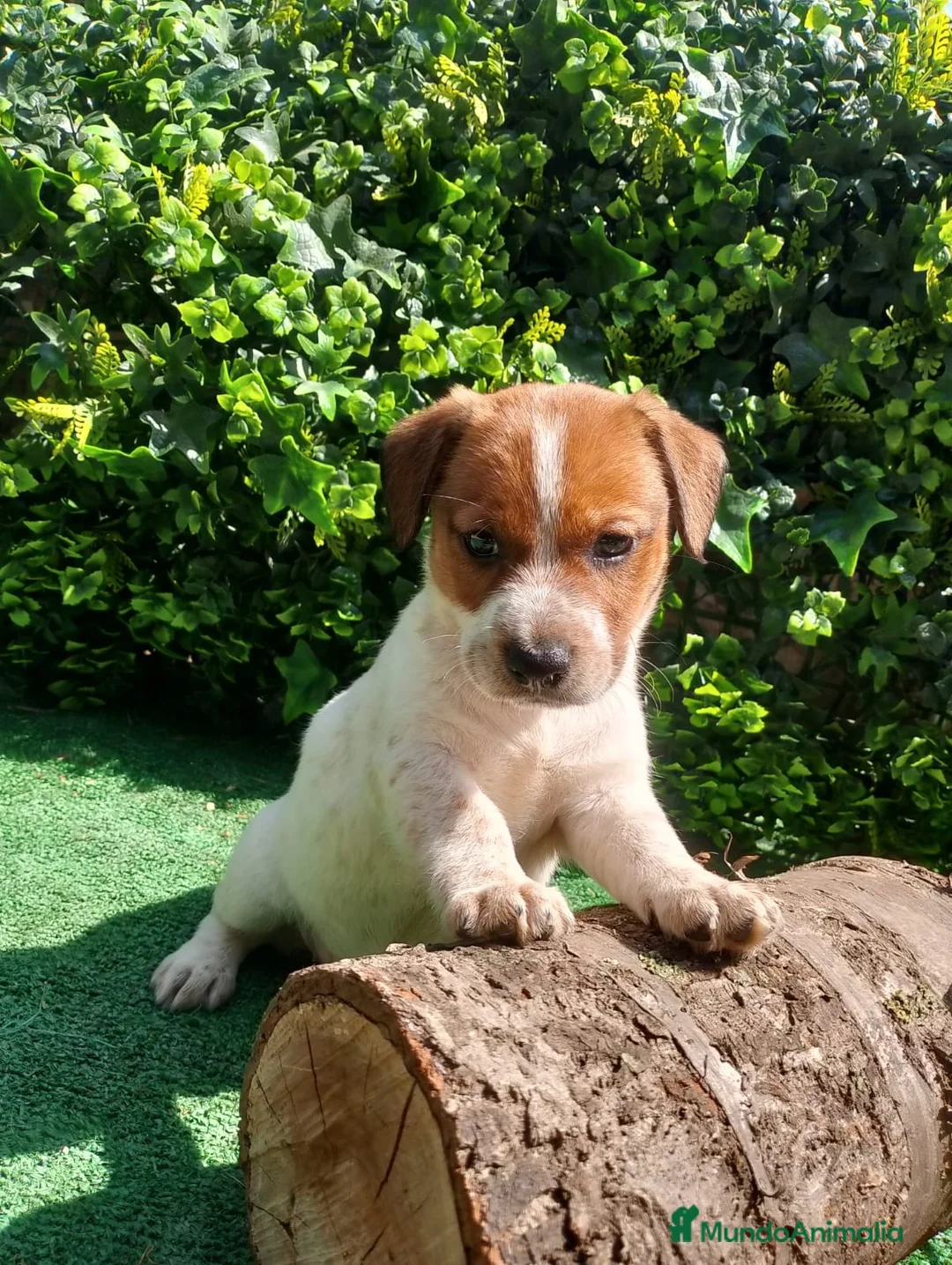 Jack Russell Terrier perros en venta: Jack Russell Puppies 🐶 - Anuncio 2
