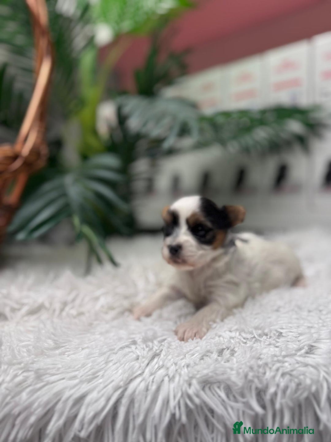 Yorkshire Terrier perros en venta: YORKSHIRE BIEWER - Anuncio 10