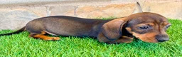 Teckel Miniatura perros en venta: Teckel Miniatura Hoja - Anuncio 3