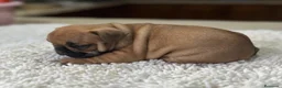 Bulldog Francés perros en venta: Cachorros de bulldog francés  - Anuncio 5