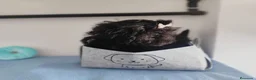 Perro de Agua Español perros en venta: Perro de agua  - Anuncio 21